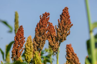 quinoa-propiedades-nutricionales-cabecera